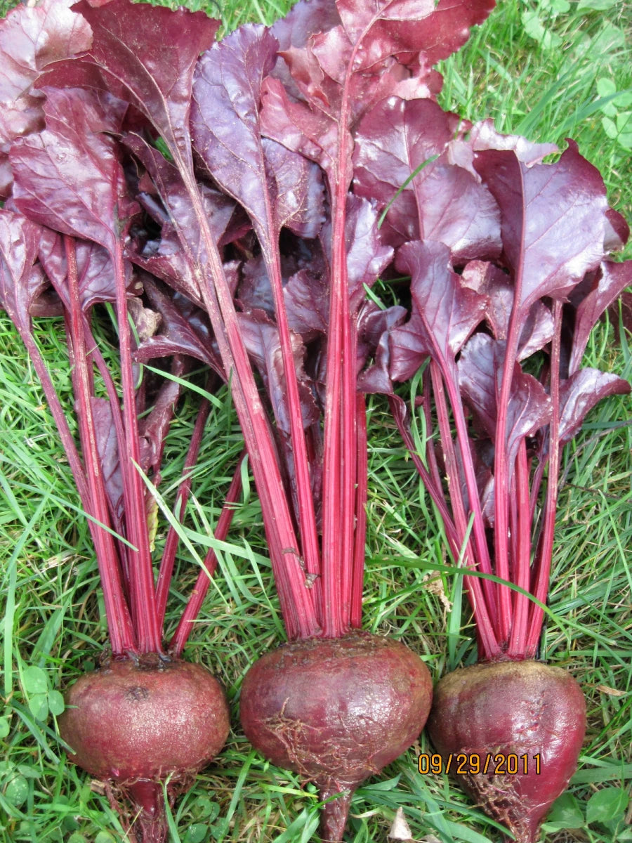 Red beets