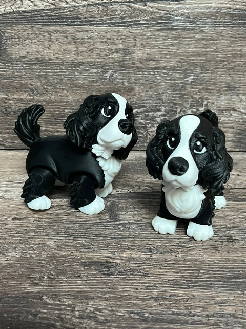 Cocker Spaniel Black and White