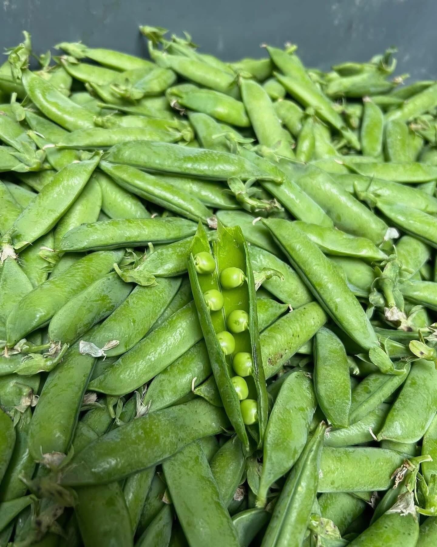 Shelling Peas