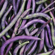 Purple beans