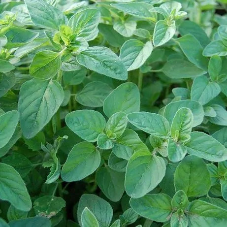 Oregano 20g bags